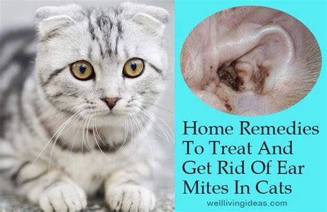 Home-Remedies-To-Treat-And-Get-Rid-Of-Ear-Mites-In-Cats | Cat remedies, Cat ear mites, Cat care