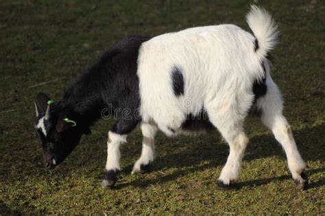 Pygmy goat stock photo. Image of bucks, bovidae, herd - 87262394