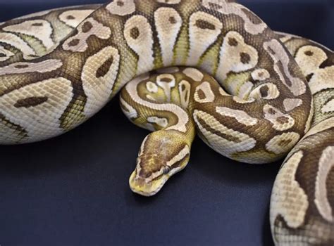 Ball Python size – BALL PYTHON BREEDER UK