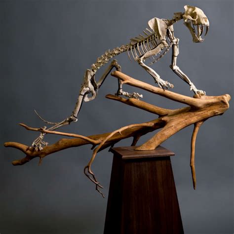 Sabertooth Tiger Fossil Skeleton | SkullStore Inc.