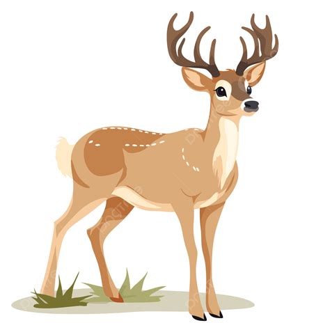 Venado De Cola Blanca Vector PNG ,dibujos Pegatina, Clipart, Lindo PNG ...