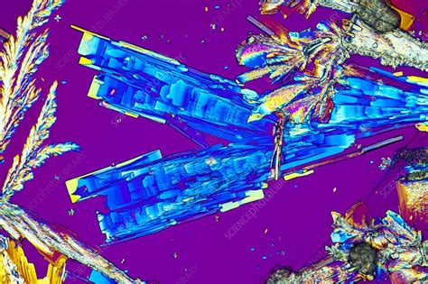 Oxalic acid crystals, light micrograph - Stock Image - C049/4489 ...