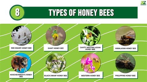 8 Types of Honey Bees and How to Identify Each - A-Z Animals