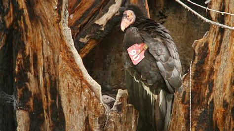 Ventana Wildlife Society’s Condor Sanctuary- Big Sur, California ...