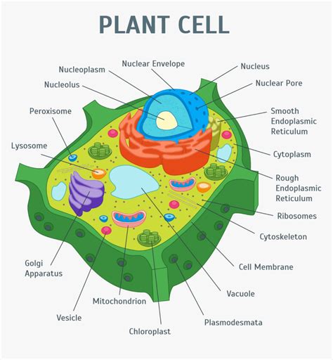 Plant Cell Png - Plant Cell Organelles, Transparent Png , Transparent Png Image - PNGitem