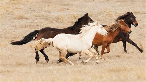 Brumby Horses – Bing Wallpaper Download