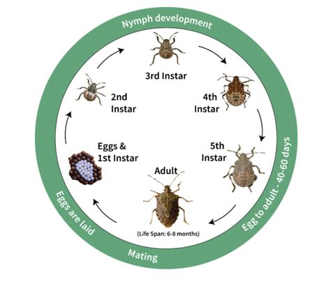 Stink bug Archives - Invasive Species Council of British Columbia