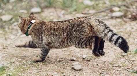 Legendary 'cat-fox' could be a new subspecies