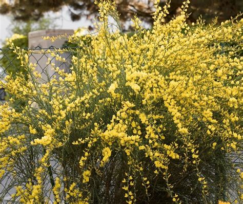 10 Beautiful Shrubs With Cheerful Yellow Flowers to Brighten Up your Garden