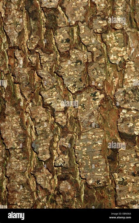 Black alder alnus glutinosa bark hi-res stock photography and images ...