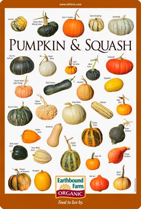 Pumpkin & Squash Varieties Chart