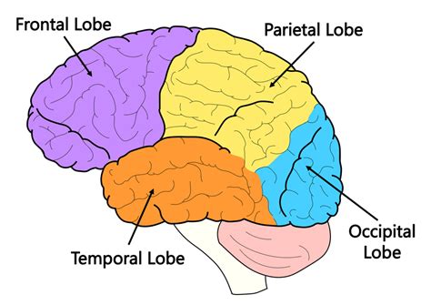 Brain Facts: The Four Lobes