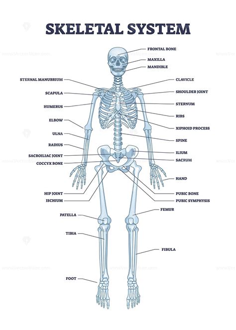 Skeletal system with body skeleton structure and anatomy outline diagram | Skeletal system ...