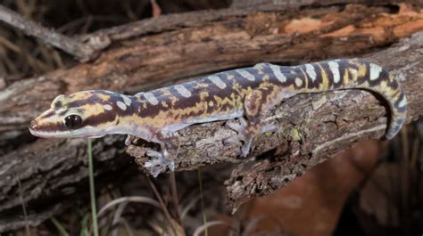 The Australian gecko that was named after David Attenborough (for a ...