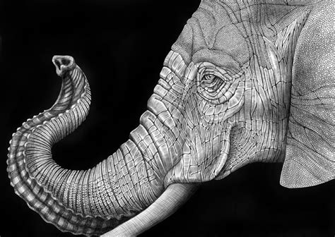 Detailed Animal Drawings Using Only Ink » TwistedSifter