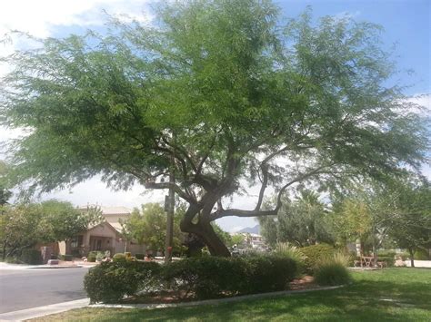 chilean mesquite tree problems - Karole Fort