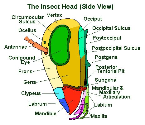 The Insect Head | Antennae, Eyes & Mouthparts | Earth Life