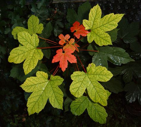 Ficheiro:Maple leaves.jpg – Wikipédia, a enciclopédia livre