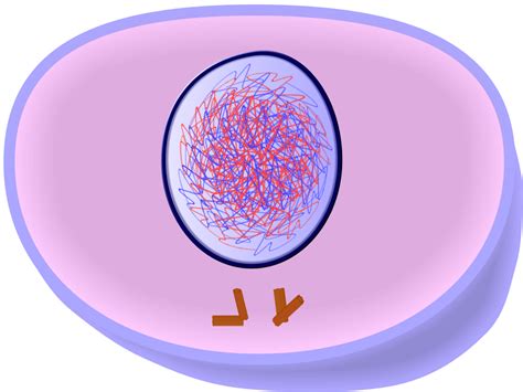 EduPic Cell Drawings