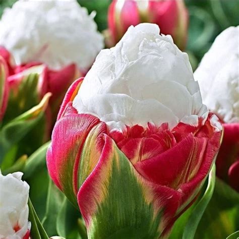 Rare Tulip Bulbs, Aroma Tulip Plant, 1pc Bulb – UrbanGardenSeed