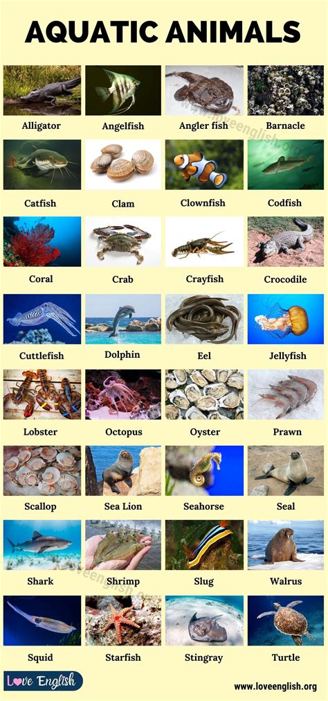 Aquatic Animals: World Amazing 35 Aquatic Animals in English - Love English