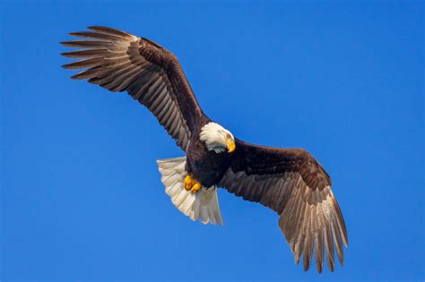 Bald Eagle About To Dive Fine Art Photo Print For Sale | Photos by Joseph C. Filer