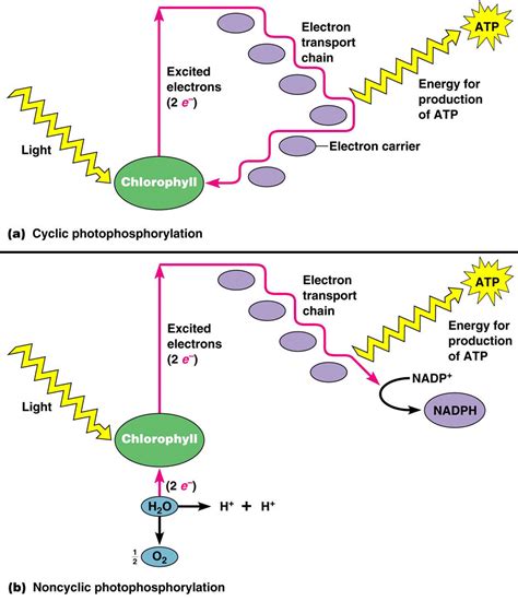 # 102 The light-dependent reactions, Photophosphorilation | Biology Notes for A level