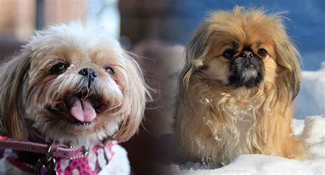 Pekingese Shih Tzu Mix – A Big Personality in a Small Package