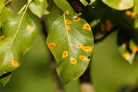 Pear tree diseases