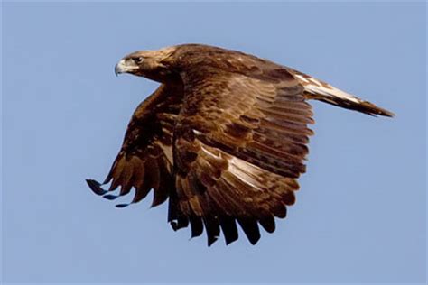 Golden Eagle Pictures and Photos - Photography - Bird | Wildlife | Nature - Christopher Taylor