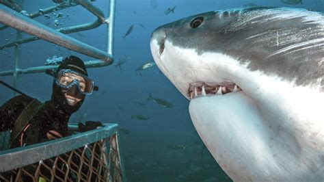 This is the incredible moment a cage diver shared a smile with a five ...