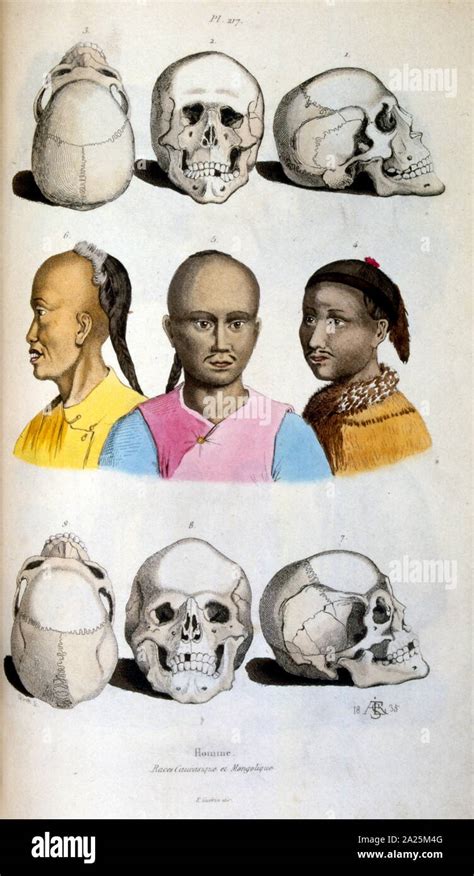 Anthropological illustration mongoloid race hi-res stock photography and images - Alamy