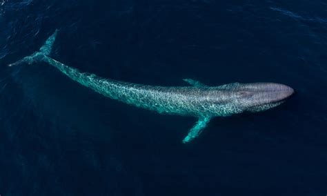 Blue Whale | Species | WWF