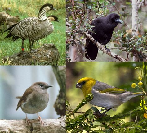 Endangered Birds and Their Recovery | Images of Old Hawaiʻi