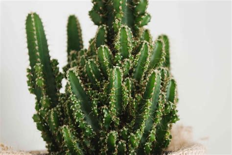 How to Grow and Care For Indoor Cactus