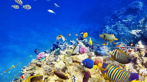 HD wallpaper: variety of fish, coral, coral reef, underwater, animals, photo manipulation ...