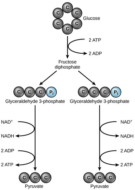 Glycolysis – MHCC Biology 112: Biology for Health Professions