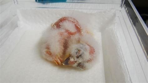 Baby (bird) monitor: Live nest-cam shows rarest owls in Canada | CTV News