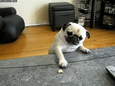 Hungry Pug GIF by Cheezburger - Find & Share on GIPHY