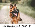 German Shepherd Dog image - Free stock photo - Public Domain photo - CC0 Images