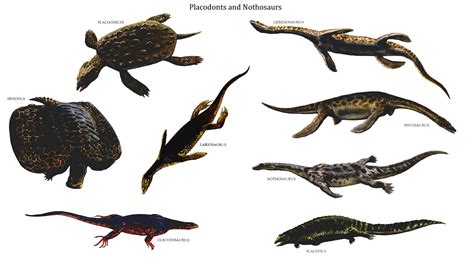 1000+ images about fossil reptiles : placodonts on Pinterest | Fossil, Prehistoric animals and ...