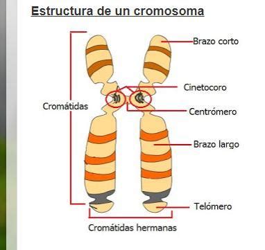 Cual es la estructura y clasificación de los cromosomas? - Brainly.lat