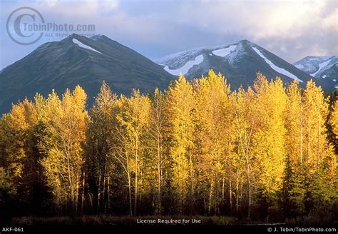 Alaska Fall Colors Picture