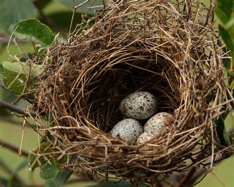 Cardinal Bird Breeding Habits - Breeding Mania