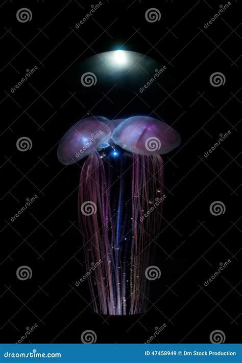 Several jellyfishes. stock image. Image of aquarium, medusa - 47458949