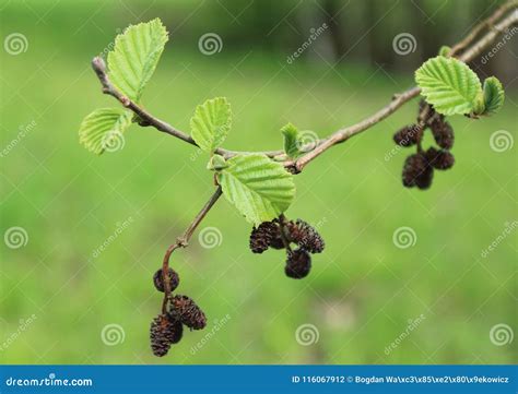 Black Alder Tree Branch with Fresh Leafs and Cones Stock Photo - Image ...