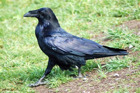 Download Black Common Raven Bird Animal Raven HD Wallpaper