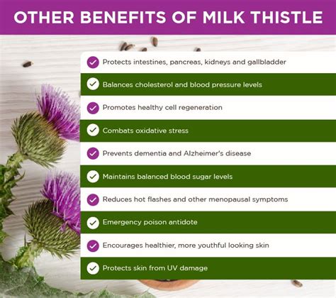 Milk Thistle Extract - Botanicals One