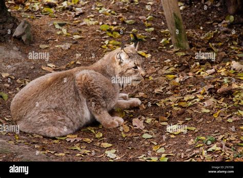 lynx in closeup Stock Photo - Alamy