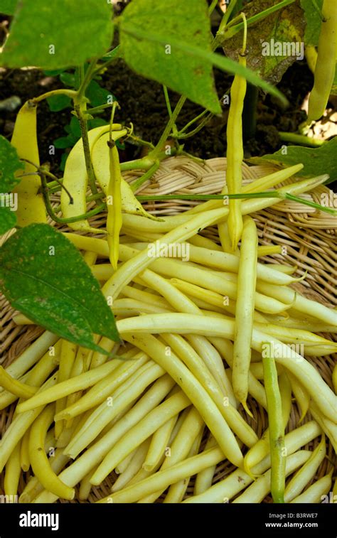 Harvesting home grown organic yellow wax bush beans Stock Photo - Alamy